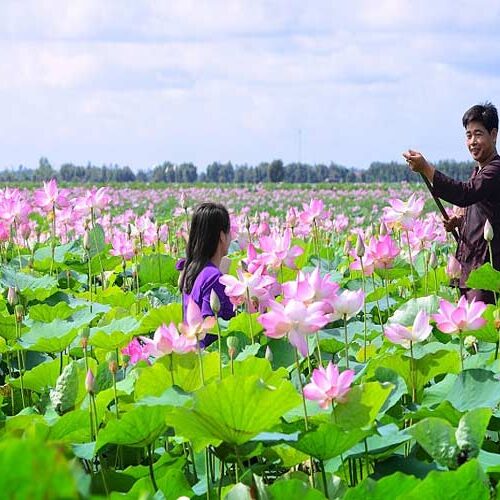 Hoa Sen