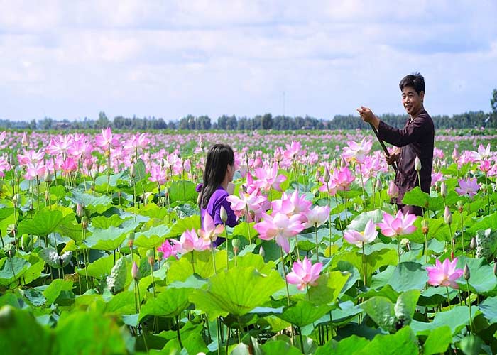Hoa Sen
